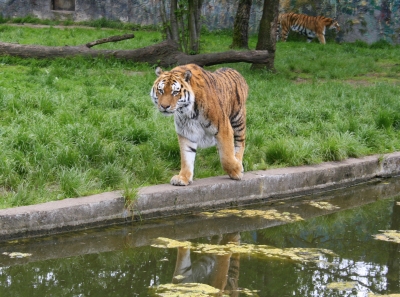 Tiger gefährlich nahe!