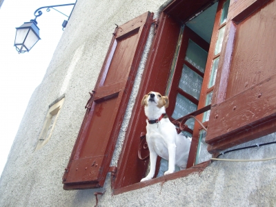 Hund wartet auf sein Herrchen