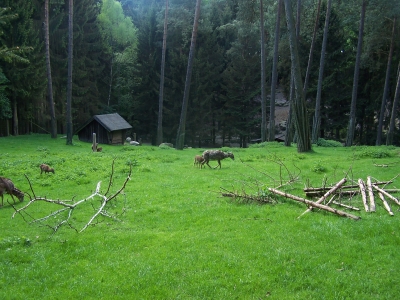 Wildpark Hirsche 2