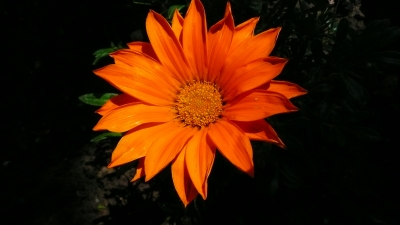 Orangefarbene  Blüte
