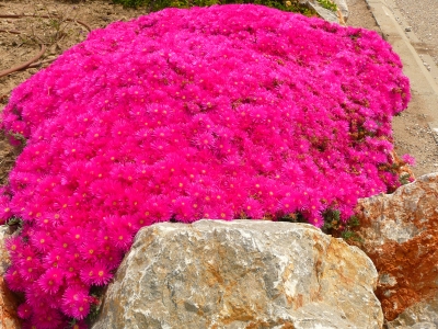 Blumenpolster in Pink