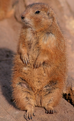 neugieriges Erdmännchen