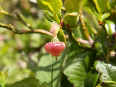 Heidelbeere