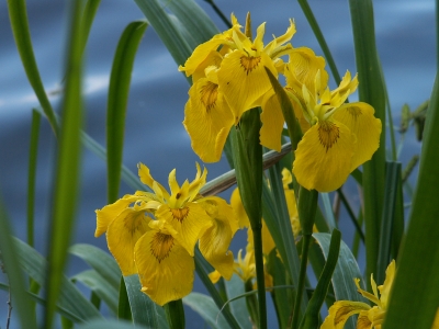 Gelbe Lilien am Wasser 2