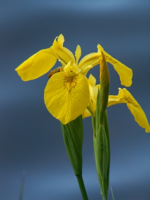 Gelbe Lilien am Wasser 3