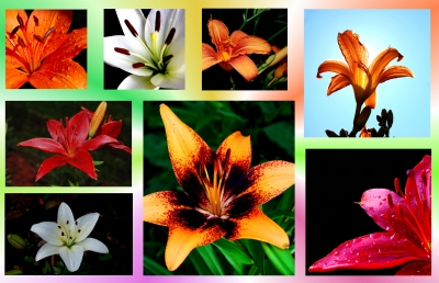 collage mit lilien
