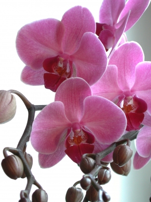 Rosa-Orchidee