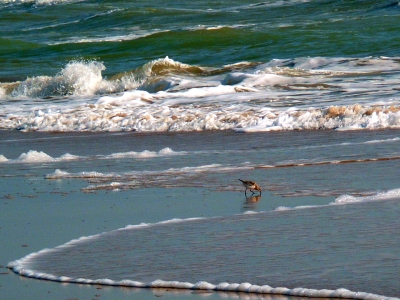 Strandläufer