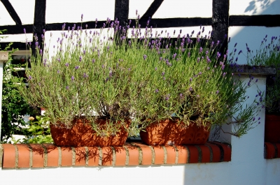 Lavendel