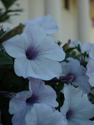 Blumen am Kurhaus in Baden-Baden 8