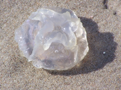 Ein dickes Ding am Strand