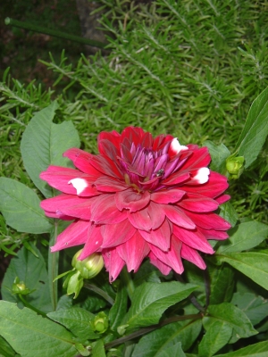 Blume im Garten 6