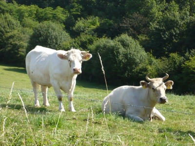 Rinder im Sauerland