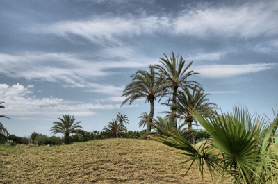 Palmen-Landschaft