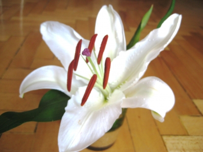 Weiße Lilie