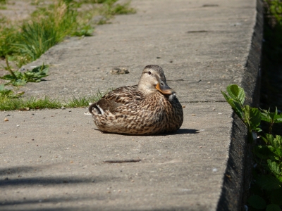 Ente auf Stein