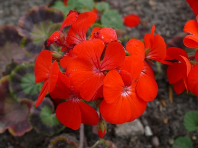 Rote Blüten