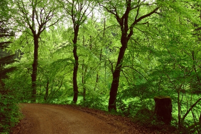 Wald Weg