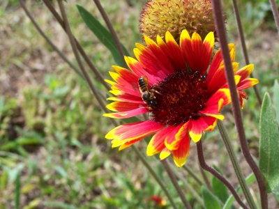 Blümchen mit Biene