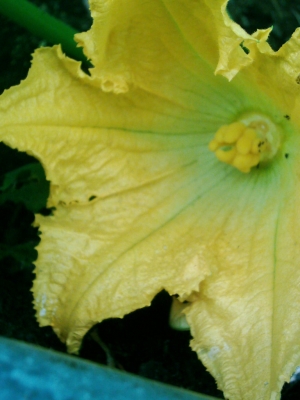 Zuchini-Blüte