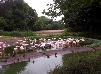 Flamingobucht