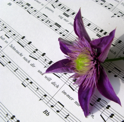 Musikalische Clematisblüte