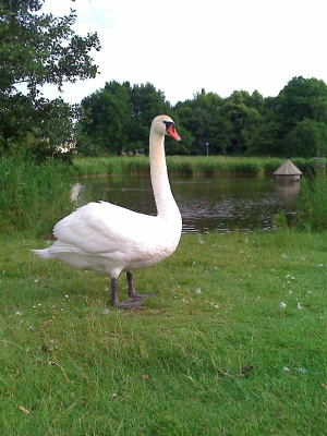 Der Schwan vom Schwanenteich