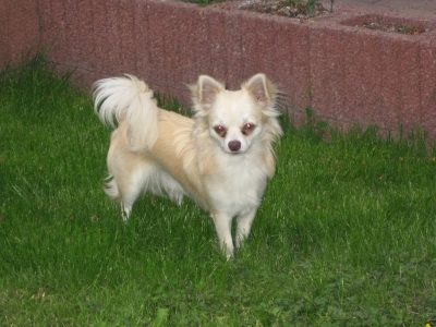 Benji im Garten