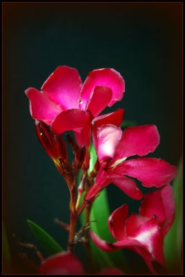 Oleander