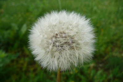 Pusteblume 2