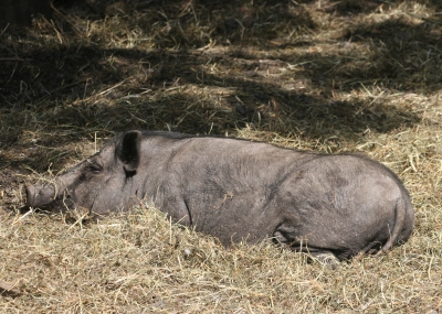 Hängebauchschwein