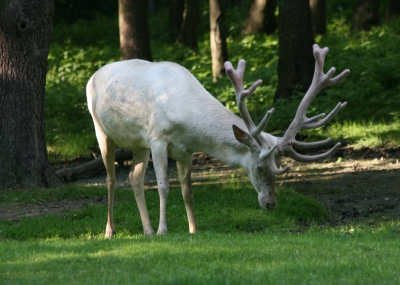 weisser Hirsch