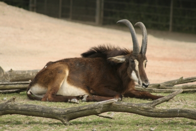 Antilope an ihrem Rastplatz