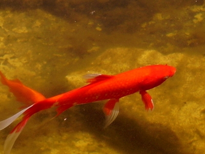 ein Goldfisch