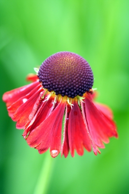 Sonnenhut (Echinacea)