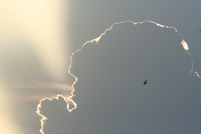 Wolke und Vogel