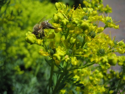 Biene in der Eberraute