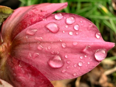 Blüte mit Regentropfen
