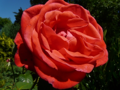 Rose mit Wetterspuren