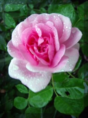 * Rosa Rose *