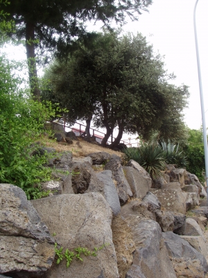 Steine und Olivenbäume