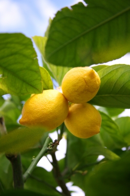 Zitronen vom Baum