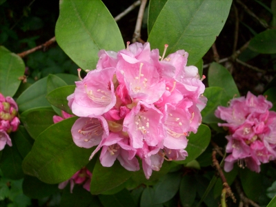 Rhododendron...