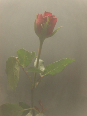 Nebel_Rose