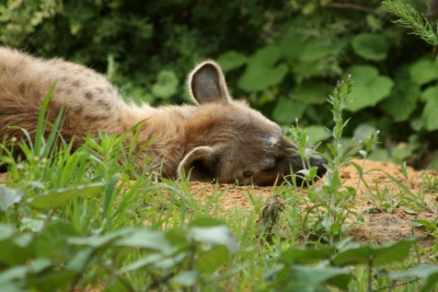 Tagträumende Hyäne