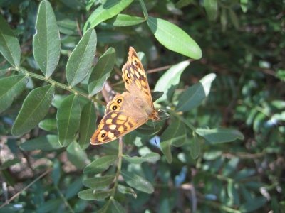 Schmetterling auf Mallorca