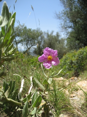 Mallorca - Flower