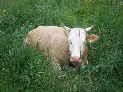 Kuh im Allgäu (1)