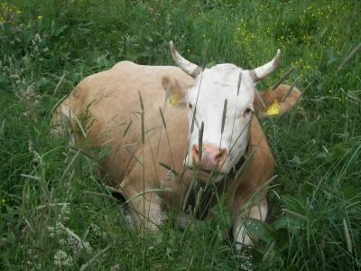 Kuh im Allgäu (2)