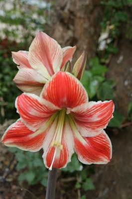 Amaryllis